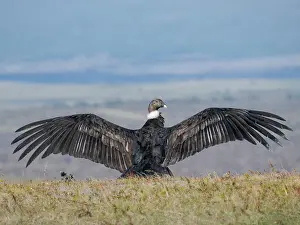 Patagonia: Immature female Andean condor in Patagonia. Chile