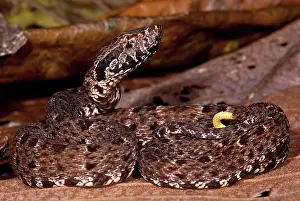 Lance: Immature Fer-de-Lance