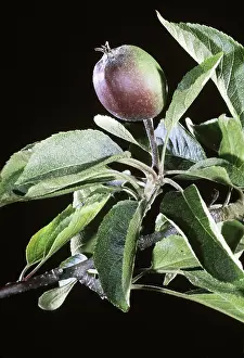 Unripe: Immature fruit of an Apple tree