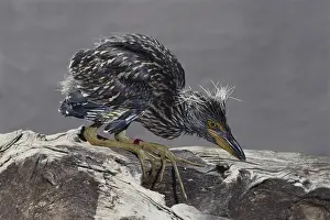 Banding: Immature Heron in Bird Sanctuary