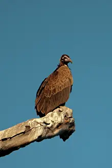 Mpumalanga: Immature Hooded Vulture - Kruger National Park