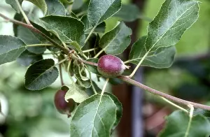 Liberty: Immature Liberty Apple
