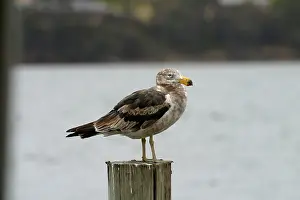 Pacificus: Immature Pacific Gull