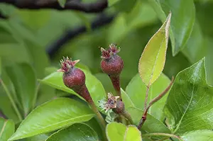 Pears: Immature Pears