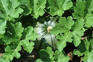 Pumpkins: Immature Pumpkin