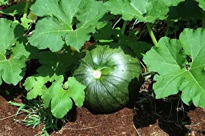 Pumpkins: Immature Pumpkin