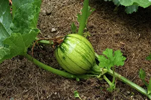 Pumpkins: Immature Pumpkin