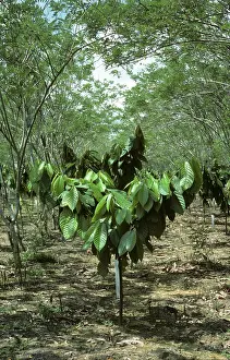 Mimosa: Immature Shade-Grown Cacao Bush