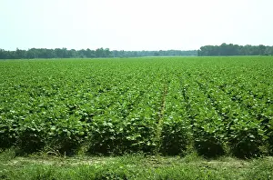 Soya: Immature soyabean crop
