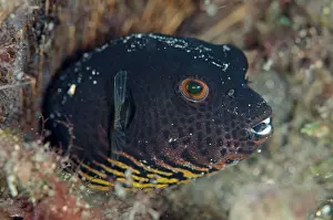 Arothron: Immature Star Puffer Aer Perang dive site Lembeh