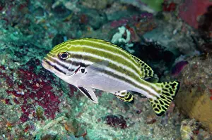 Sweetlips: Immature Striped Sweetlips