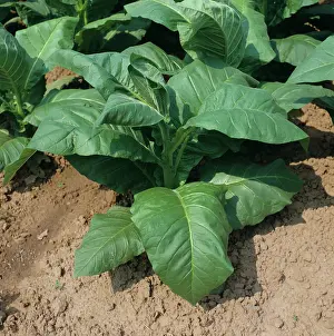 Tobacco: Immature Tobacco Plant