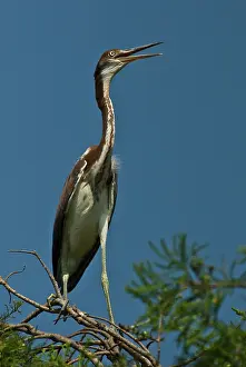 Tricolored: Immature Tricolored Heron