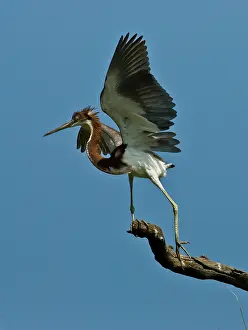 Tricolored: Immature Tricolored Heron