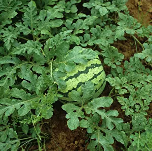 Lanatus: Immature watermelon