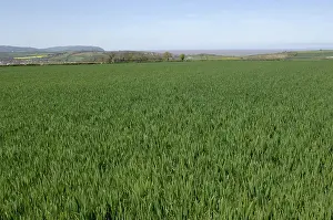 Severn: Immature wheat crop