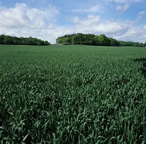 Berkshire: Immature Wheat (Triticum aestivum) crop