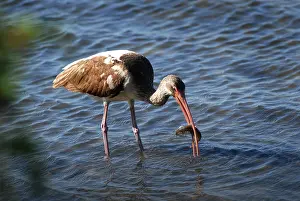 Mosquito: Immature White Ibis