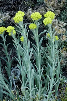 Everlasting: An immortelle, or everlasting