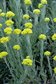 Everlasting: Immortelle or Sand Everlasting