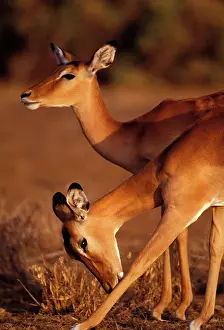Impala - two