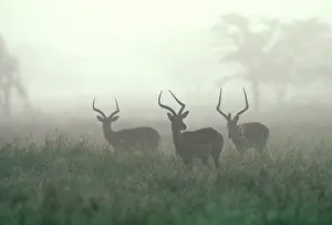 Impalas: Impala