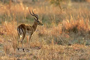 Impalas: Impala