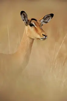 Impalas: Impala