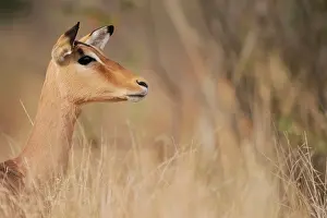 Impalas: Impala