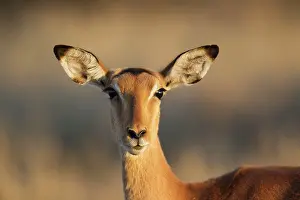 Impalas: Impala