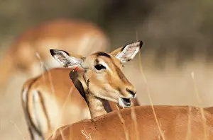 Impalas: Impala