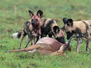 Petersi: Impala