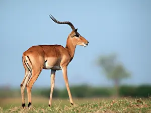 Petersi: Impala