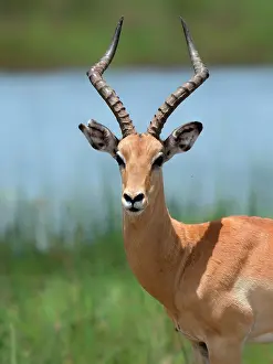 Petersi: Impala