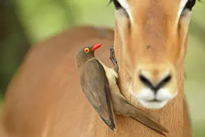 Buphagus: Impala