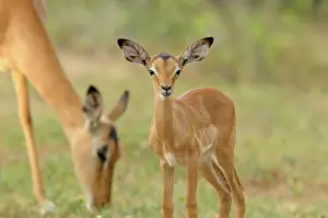 Petersi: Impala