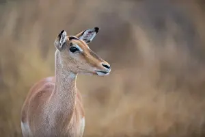 Mpumulanga: Impala