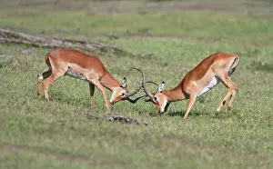 Pejeta: Impala