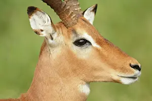 Limpopo: Impala