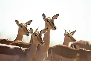 Petersi: Impala