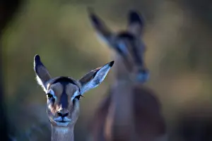 Petersi: Impala