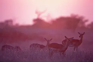 Browsing: Impala