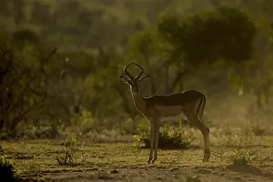 Petersi: Impala