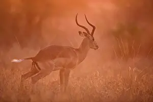 Petersi: Impala