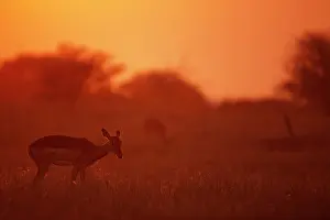 Petersi: Impala