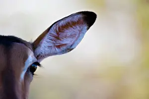 Petersi: Impala