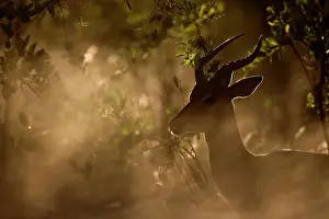 Petersi: Impala