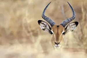 Limpopo: Impala
