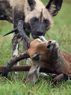 Petersi: Impala