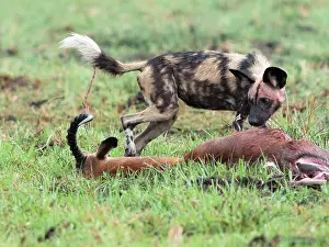 Petersi: Impala